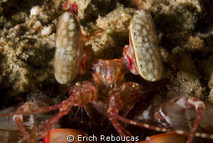 The look of a giant mantis shrimp. by Erich Reboucas 